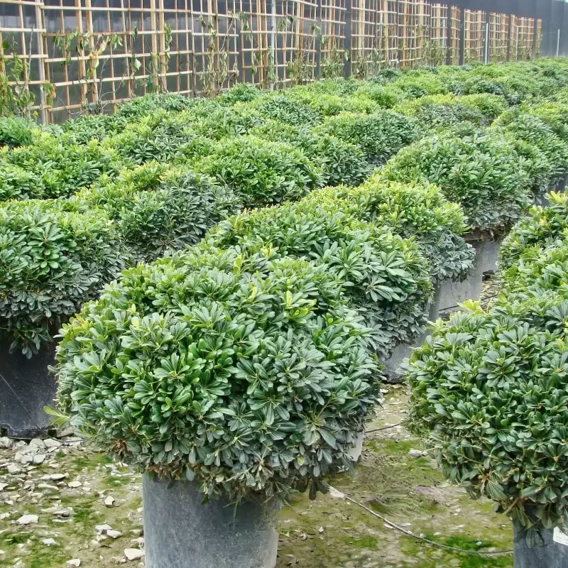 Wheeler’s Dwarf Pittosporum