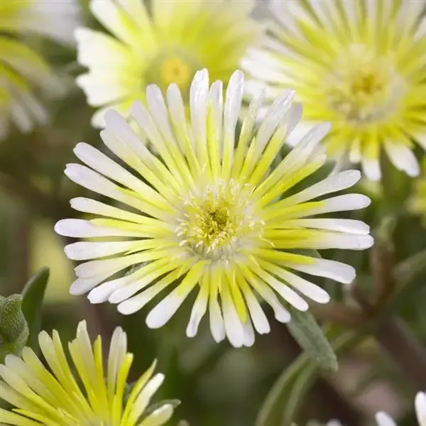 Wheels of Wonder™ Limoncello Ice Plant (Delosperma)