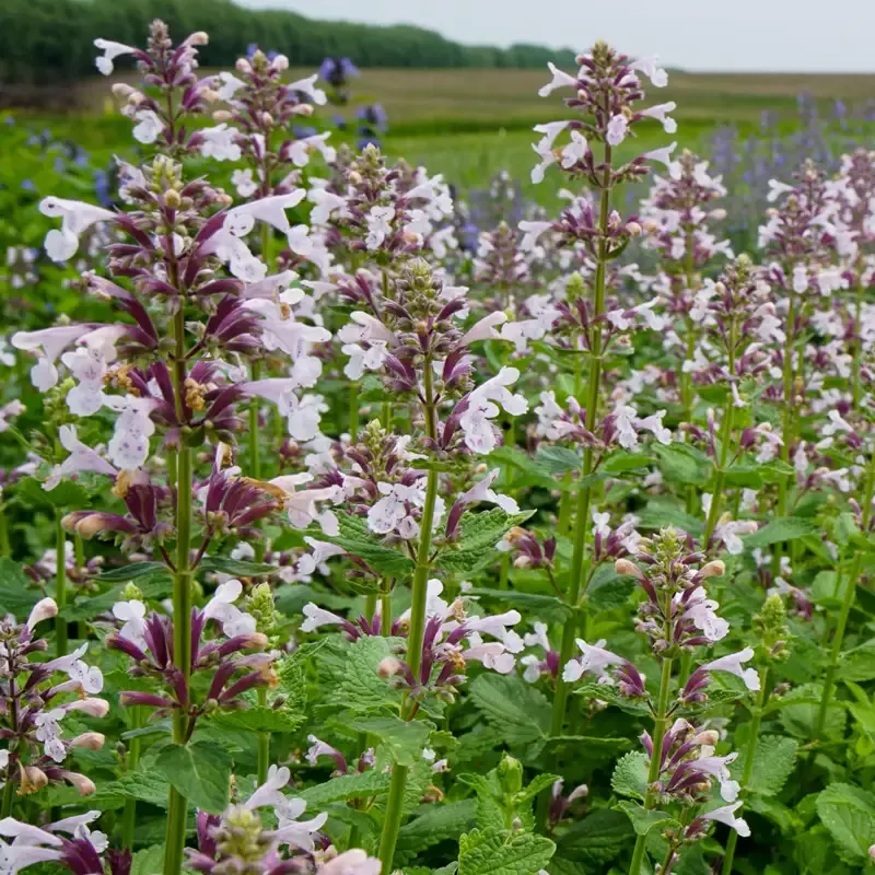 Whispurr™ Pink Catmint (Nepeta)