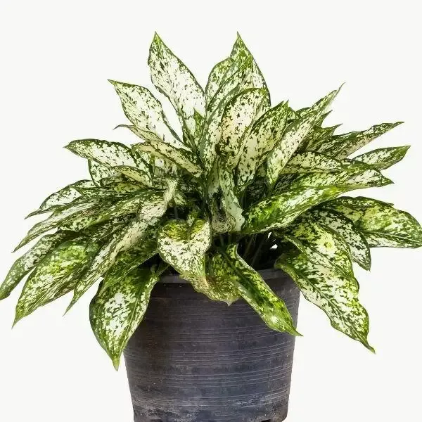 White Aglaonema