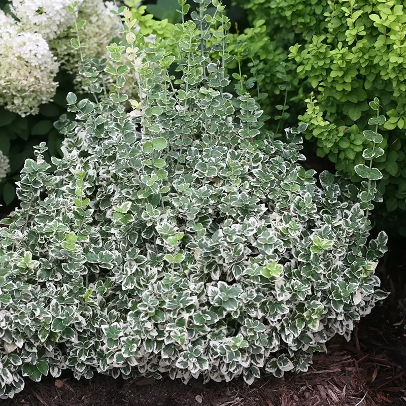 White Album™ Wintercreeper (Euonymus)