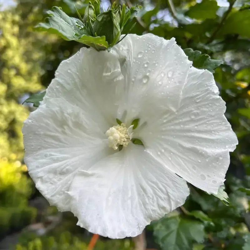 White Althea Single Blooms(Rose of Sharon)
