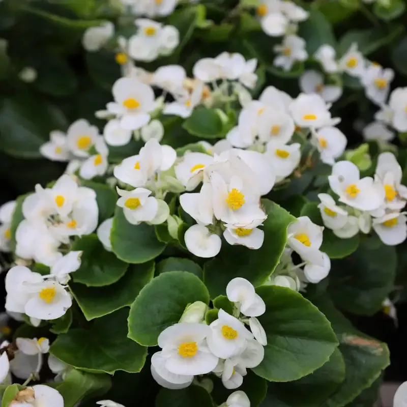 White Begonia