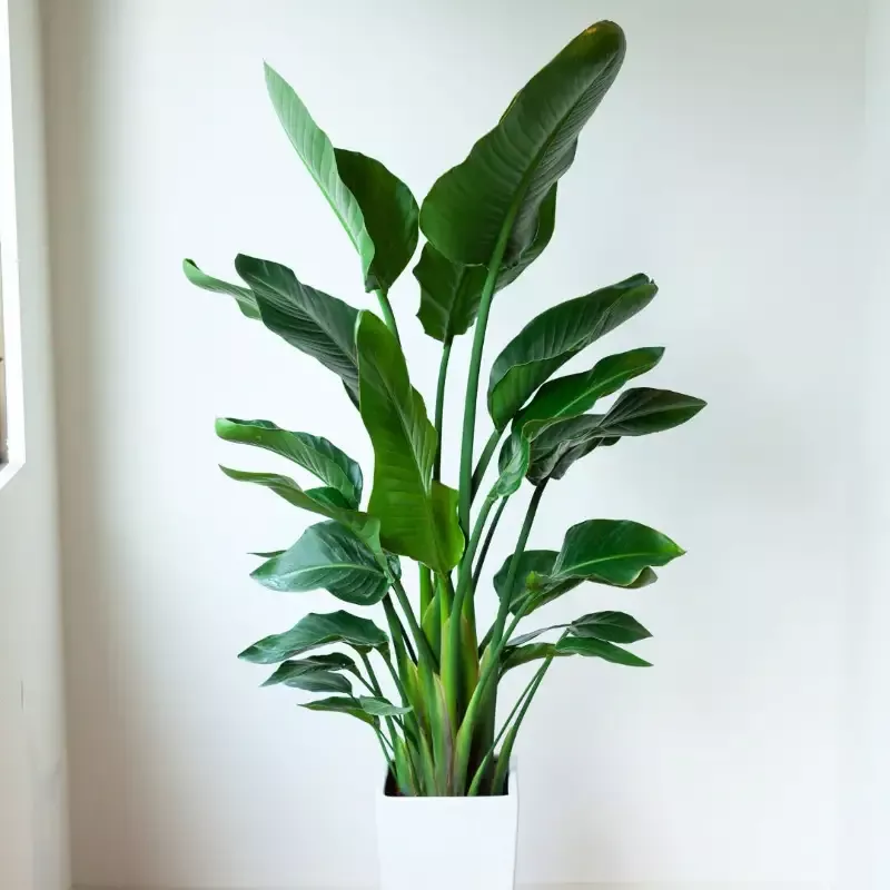 White Bird of Paradise