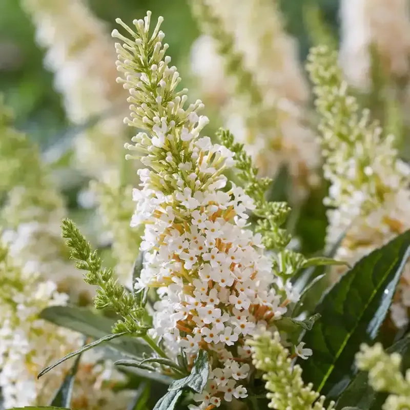 White Butterfly Bush