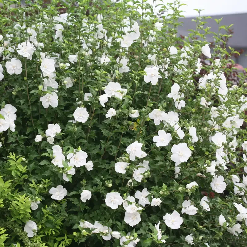 White Chiffon™ Rose of Sharon (Hibiscus)