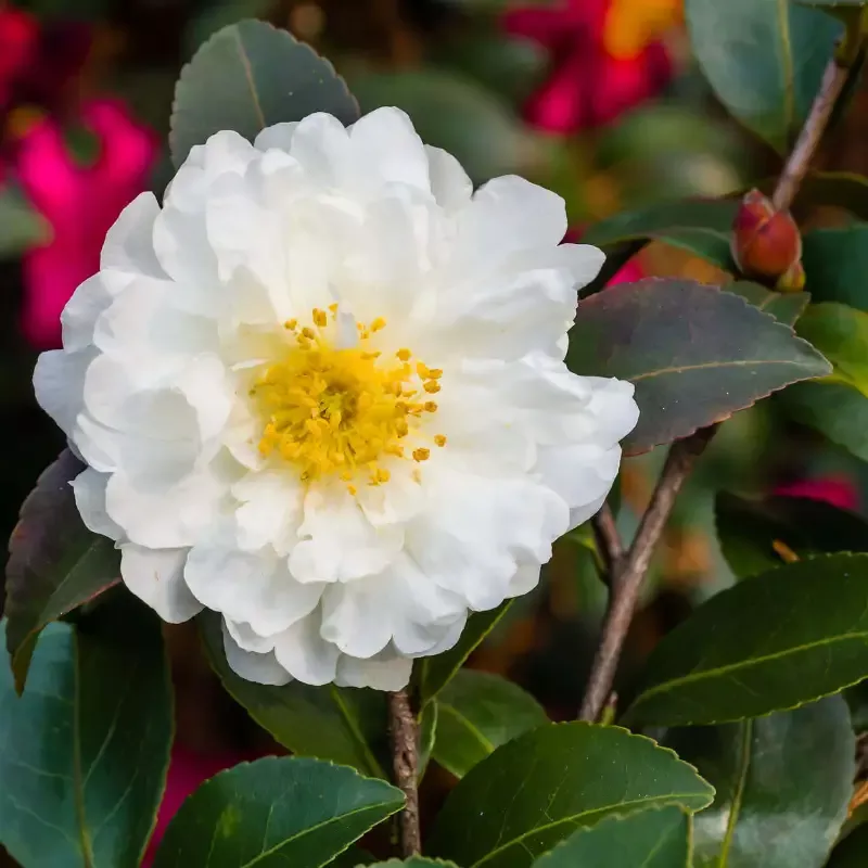 White Doves Camellia