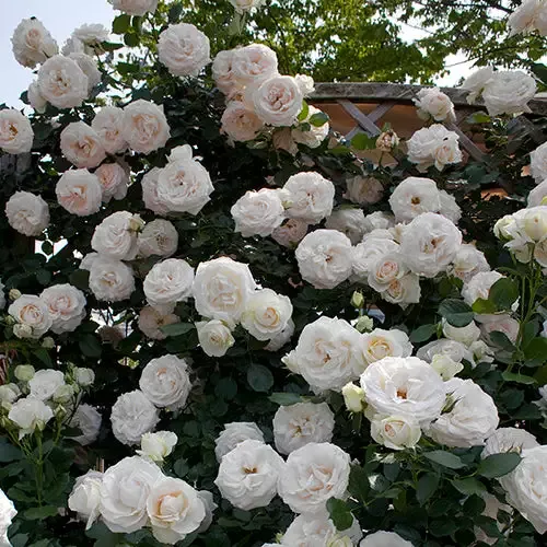 White Eden™ Climbing Rose