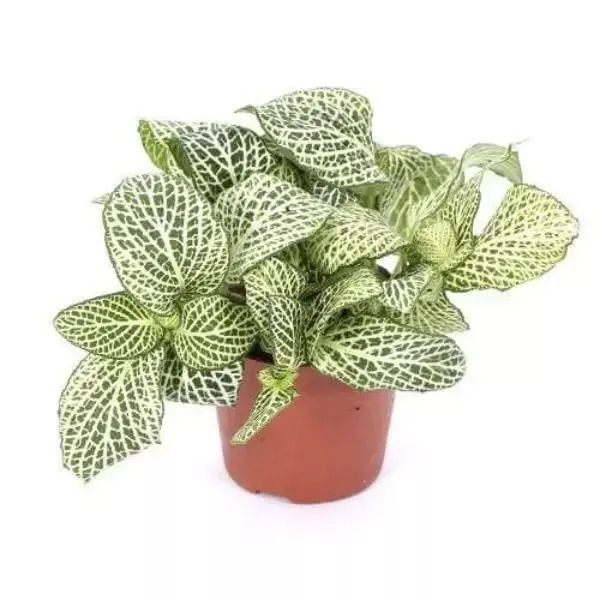 White Fittonia