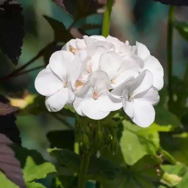 White Geranium