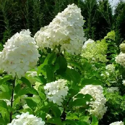 White Hydrangea (Full Sun, Tall)