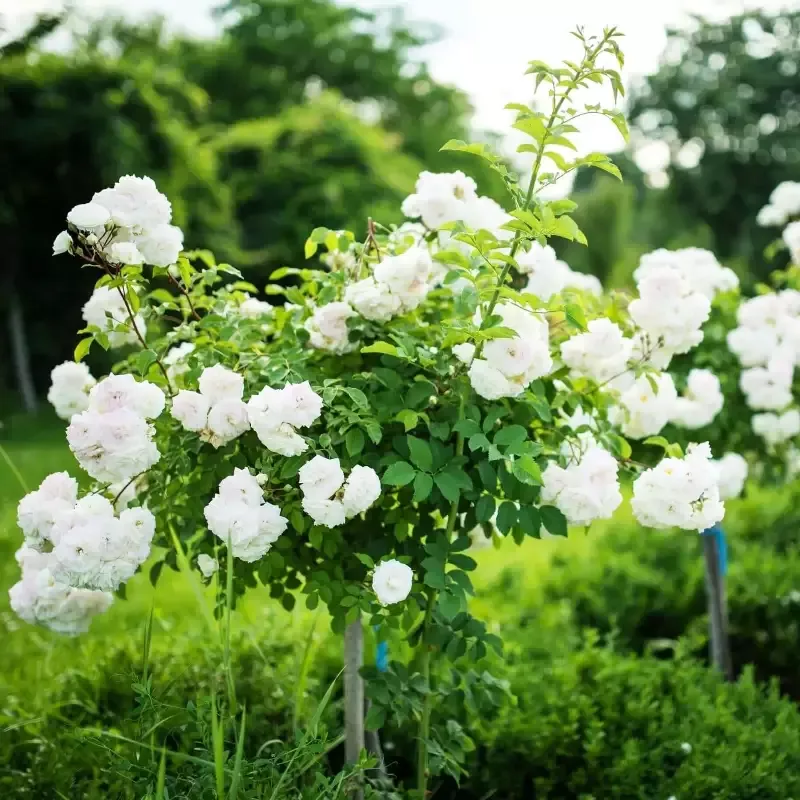 White Iceberg Tree Rose