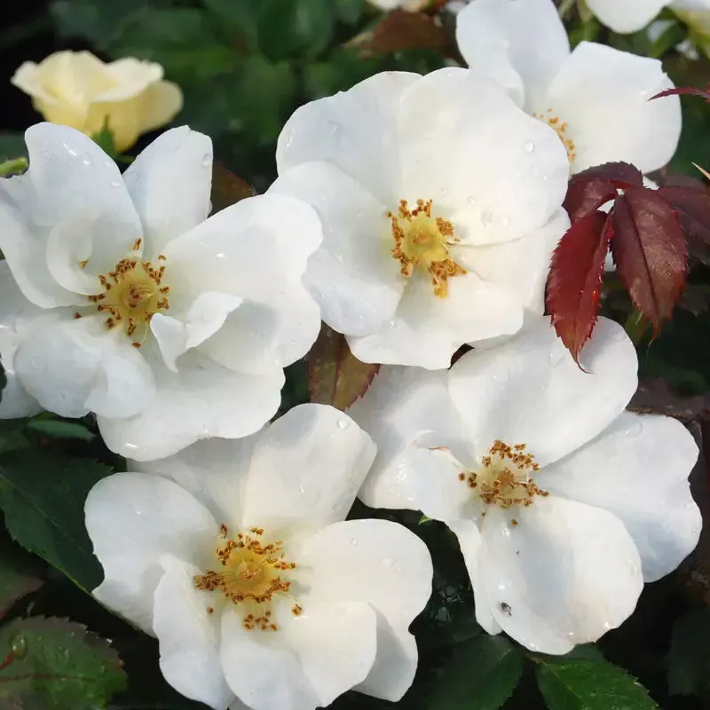 White Knock Out™ Rose