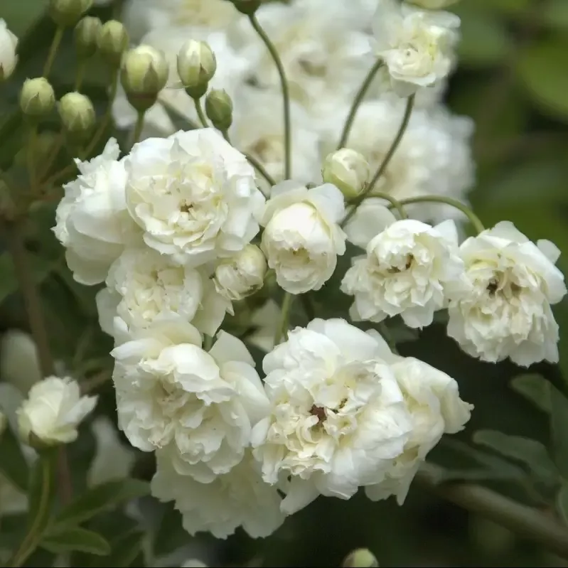 White Lady Banks Rose