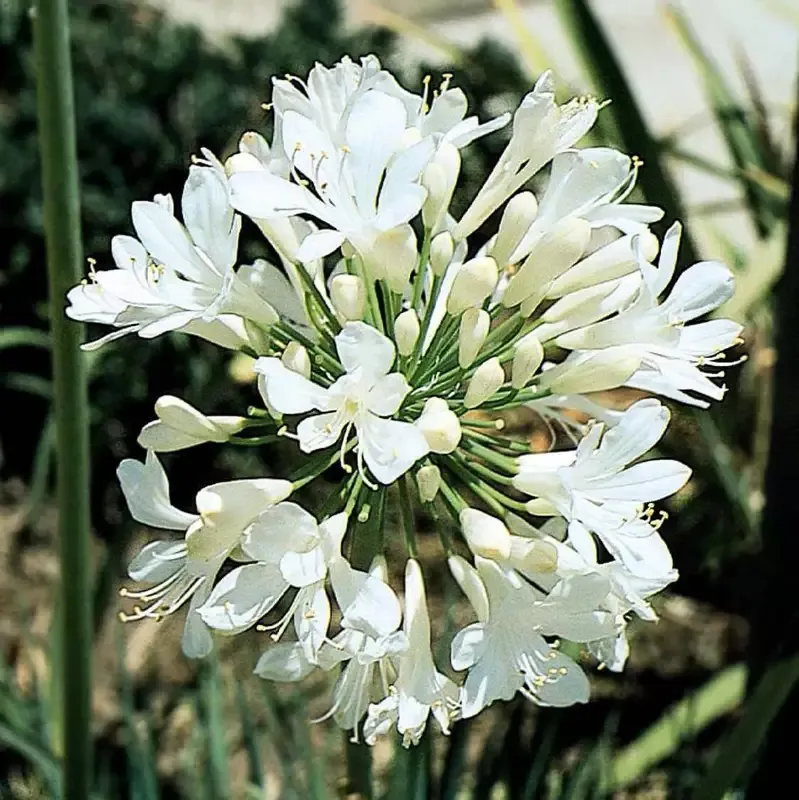 White Lily of the Nile