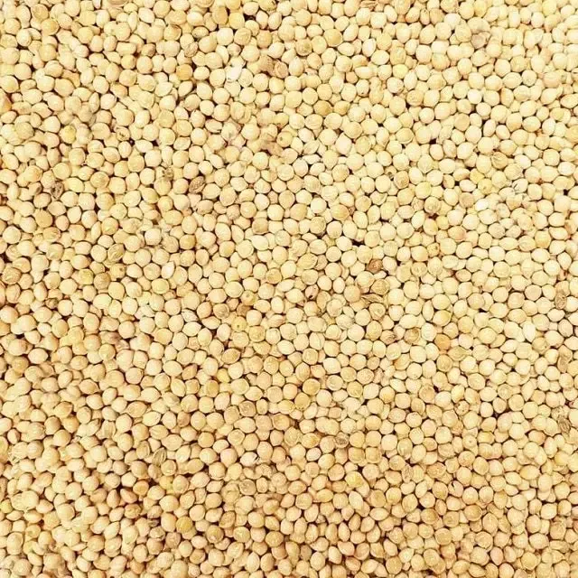 White Millet Bird Seed