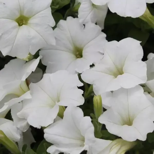 White Petunia