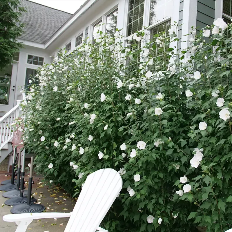 White Pillar™ Rose of Sharon (Hibiscus)