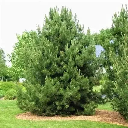 White Pine