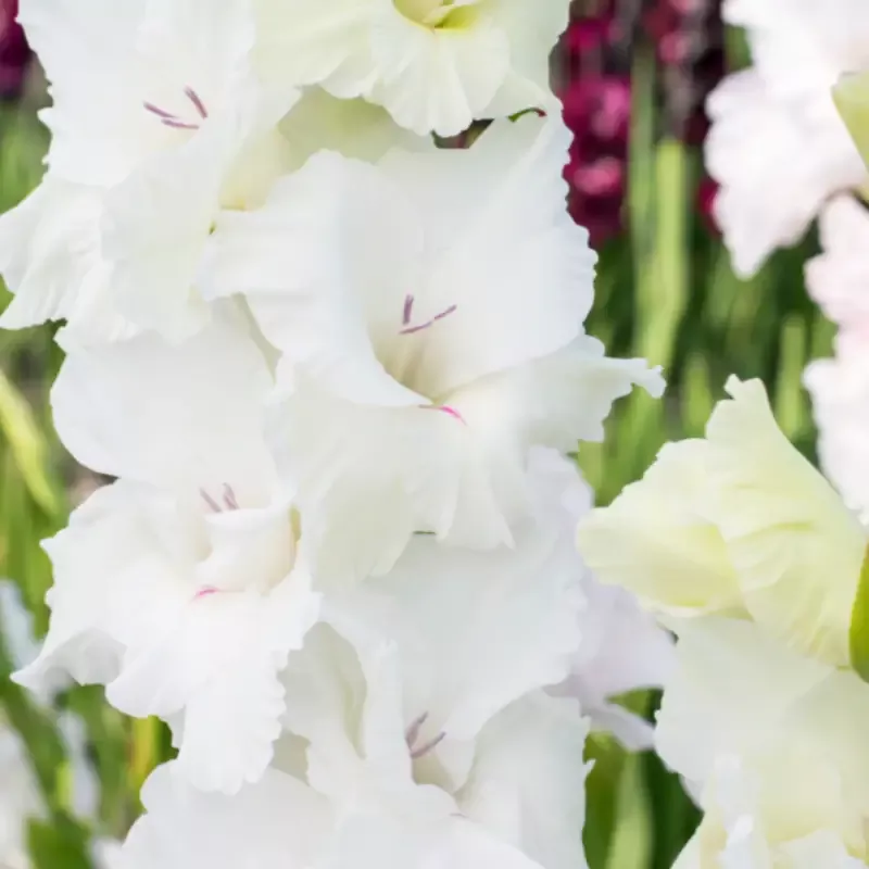 ‘White Prosperity’ Gladiolus
