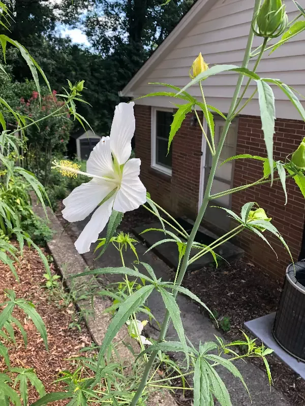 White rosemallow, Hibiscus coccineus ‘Alba’