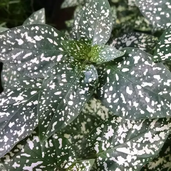 White Splash Polka Dot Plants