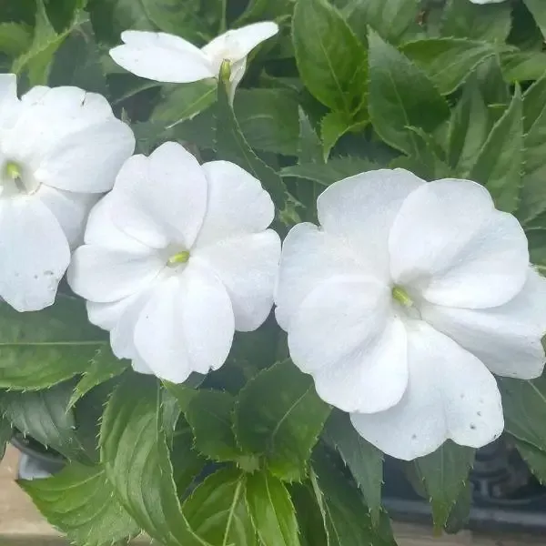 White Sunpatiens Plants