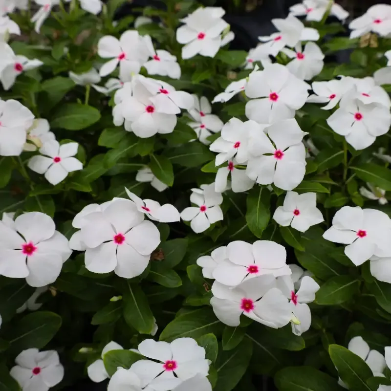 White Vinca
