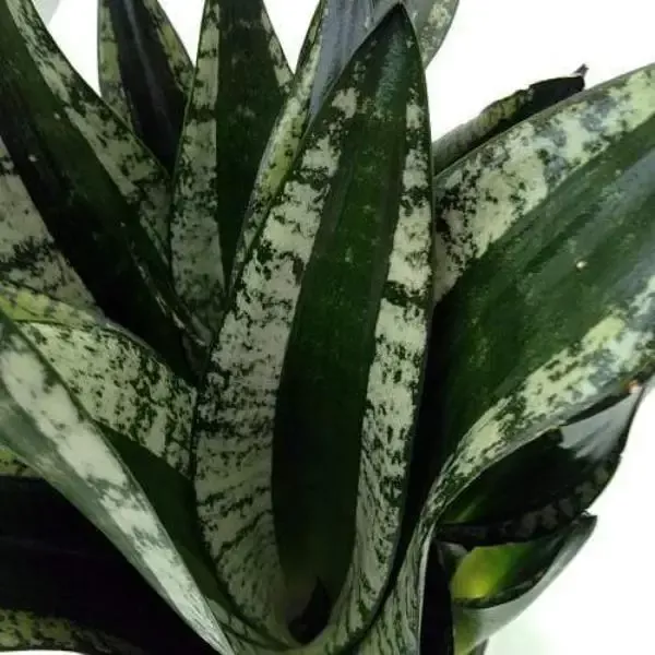Whitney Snake Plant