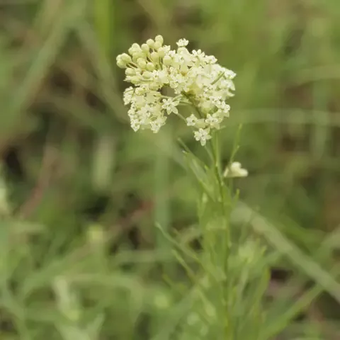 Whorled Milkweed (Asclepias)