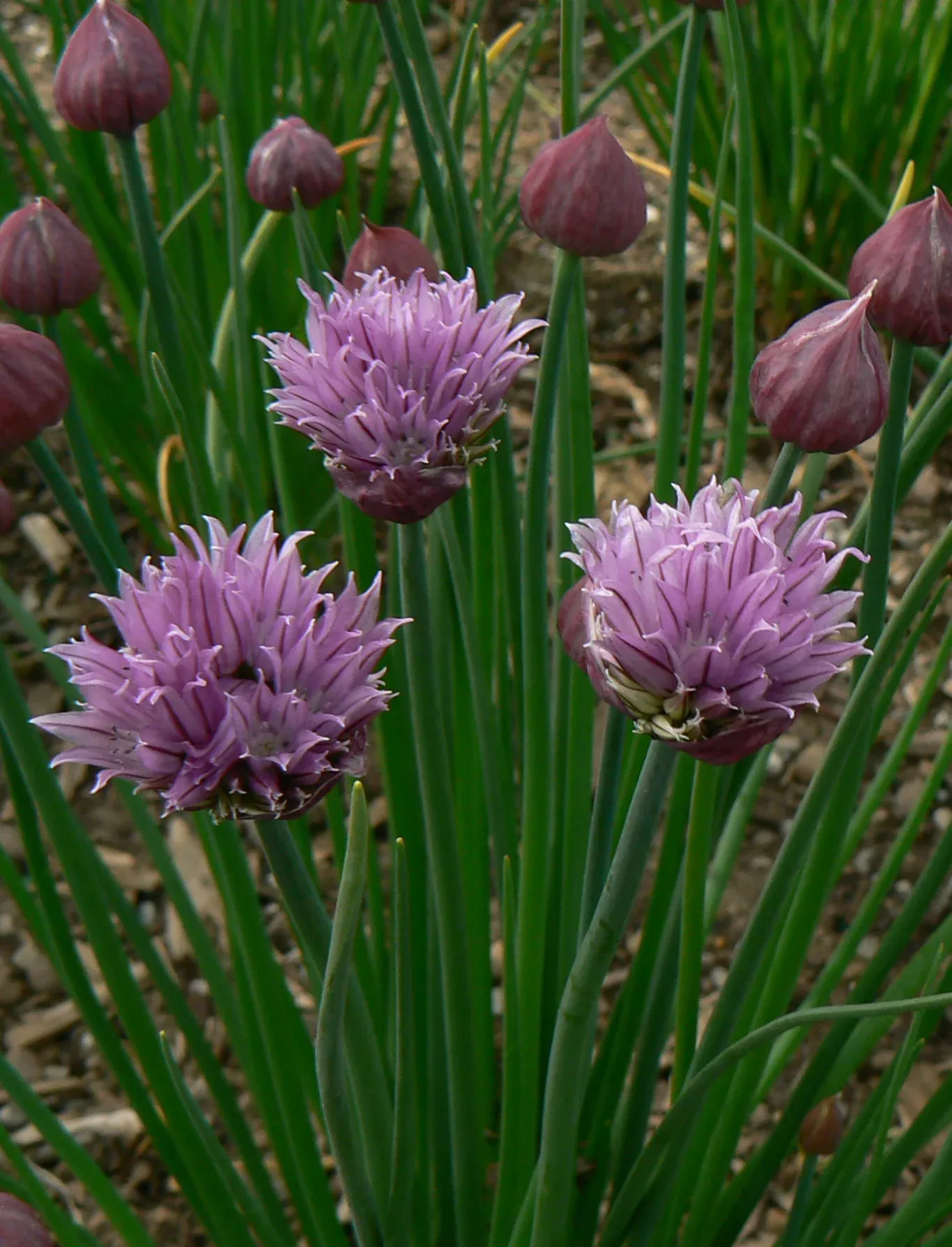 Wild Chives