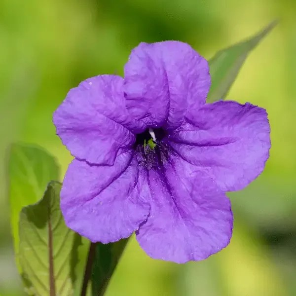 Wild Petunia Plant Sets