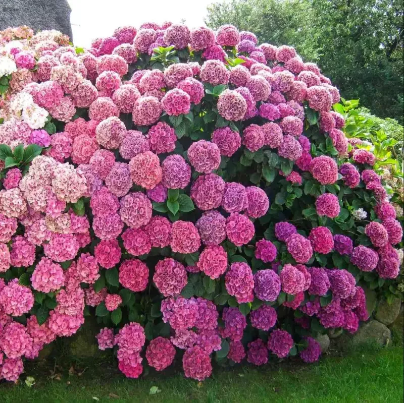 Wildenstein Hydrangea