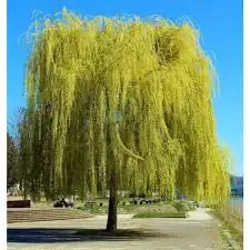 Willow – Golden Weeping