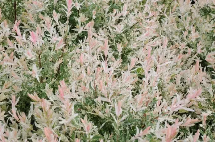 Willow – Hakuro Nishiki Flamingo