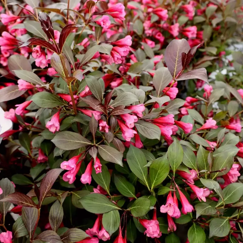 Wine & Roses Weigela