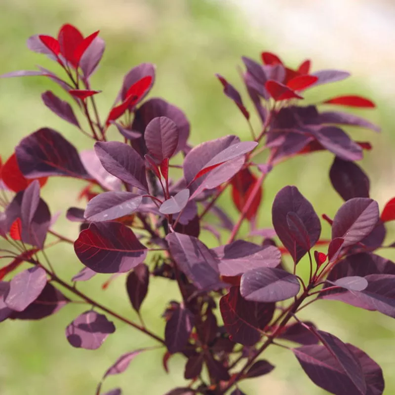 Winecraft Black™ Smokebush (Cotinus)