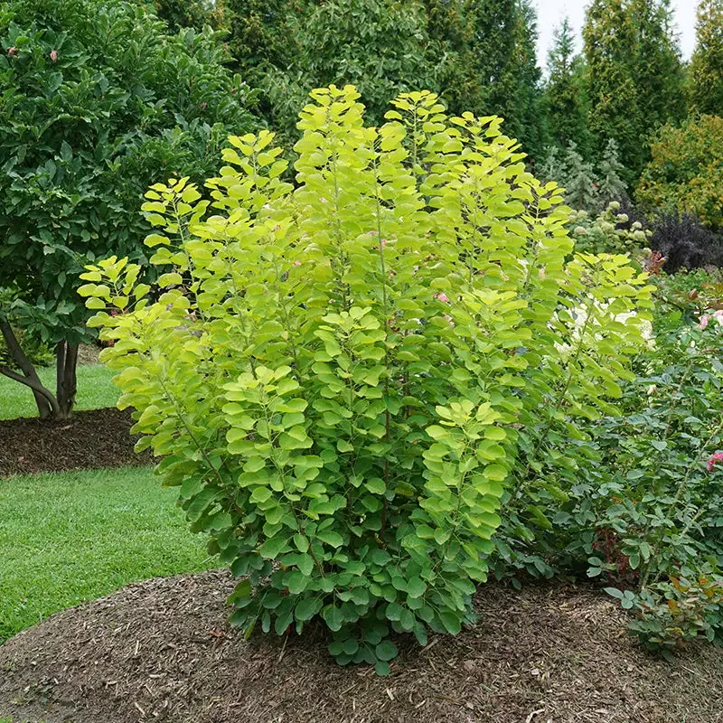 Winecraft Gold™ Smokebush (Cotinus)