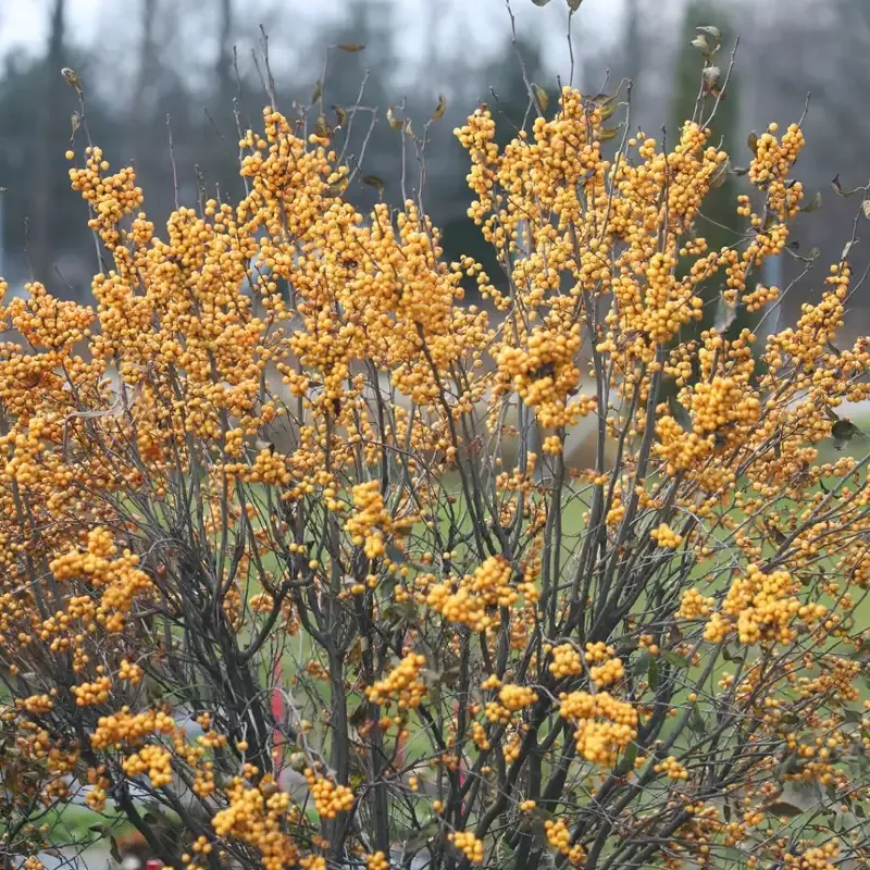 Winter Gold Winterberry Holly