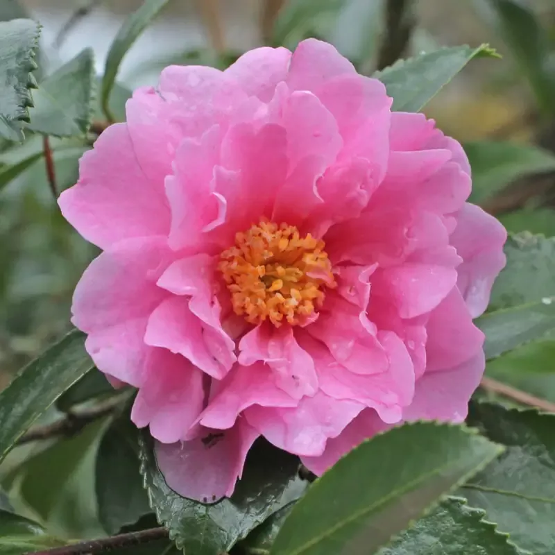 Winter’s Joy Camellia