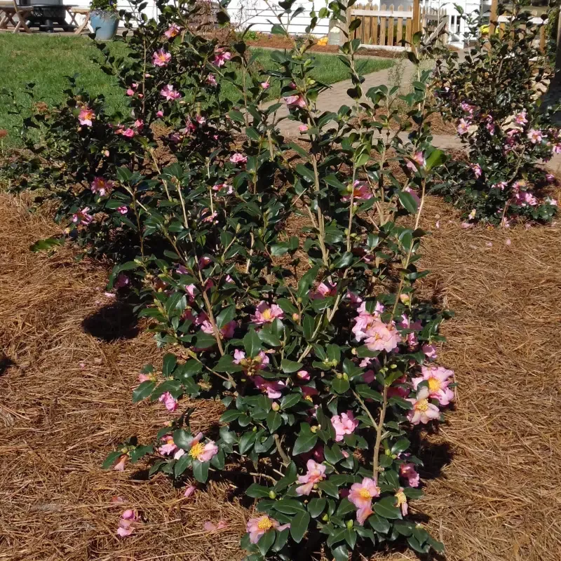Winter’s Star Camellia