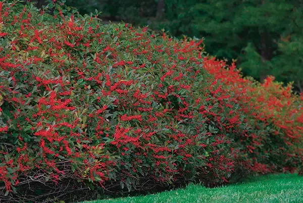 Winterberry – Winter Red Female
