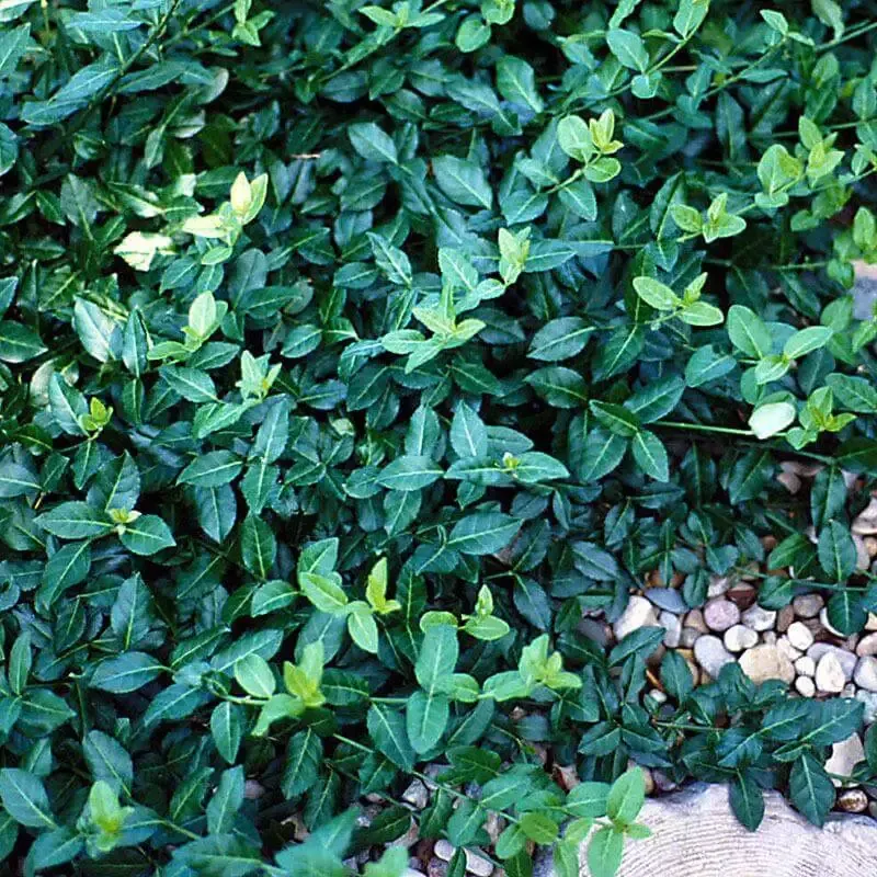 Wintercreeper (Euonymus)