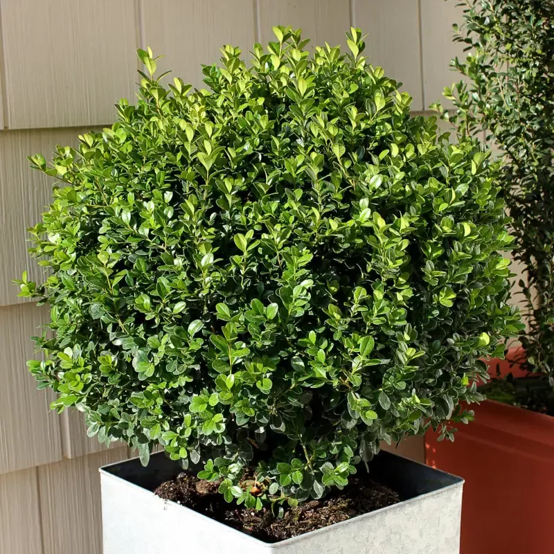 Wintergreen Boxwood Shrubs