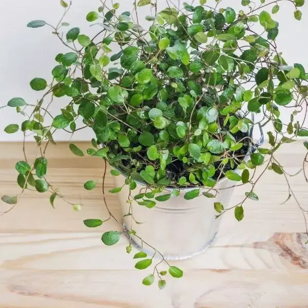 Wire Vine
