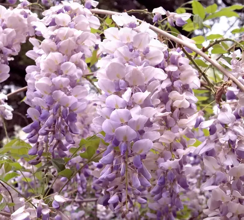 Wisteria – Aunt Dee Purple