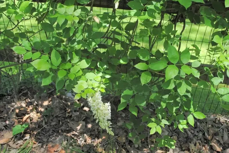 Wisteria – Clara Mack