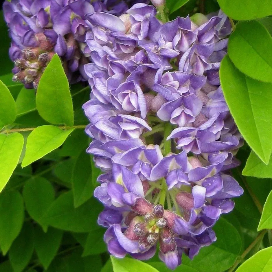 Wisteria frut Longwood Purple #5