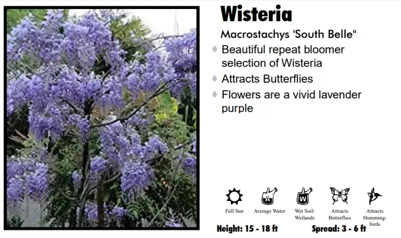 Wisteria – South Belle