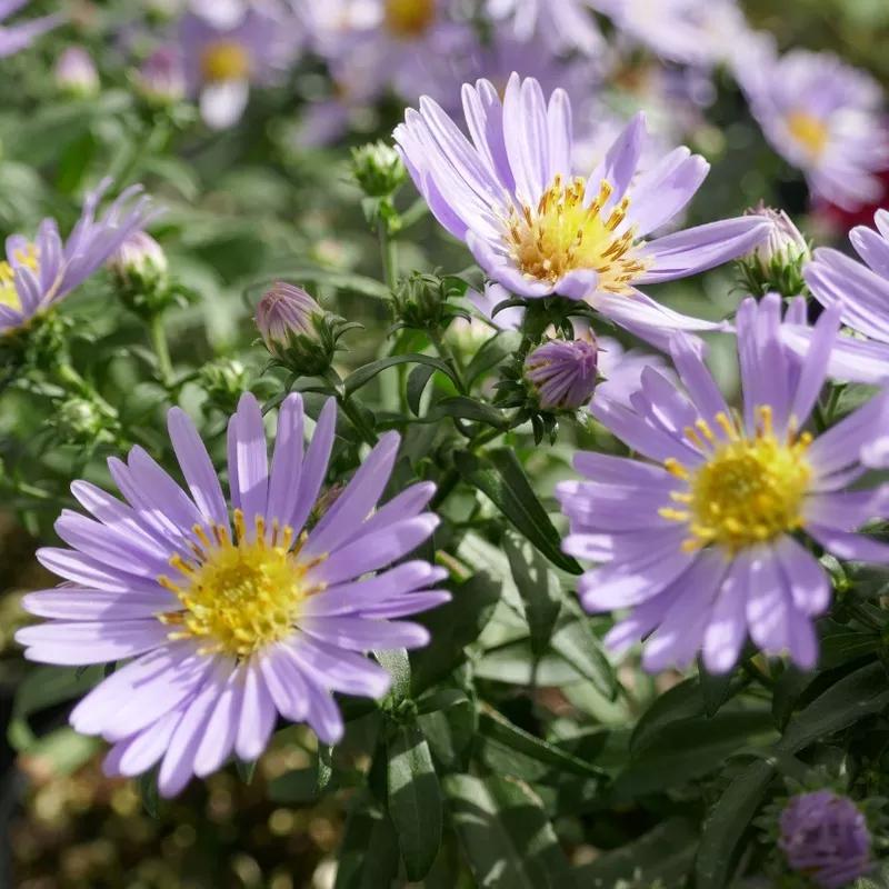 ‘Wood’s Blue’ Aster – Symphyotrichum cordifolium